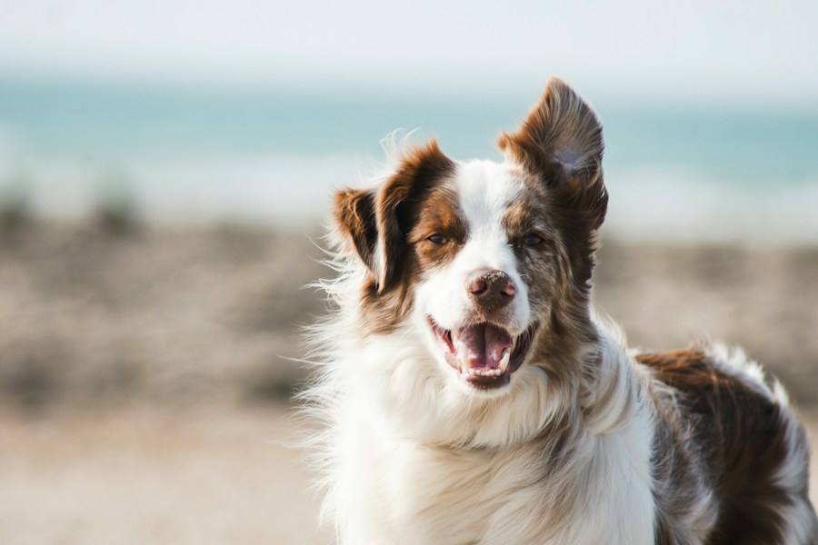 Example dog photo with the detected face framed