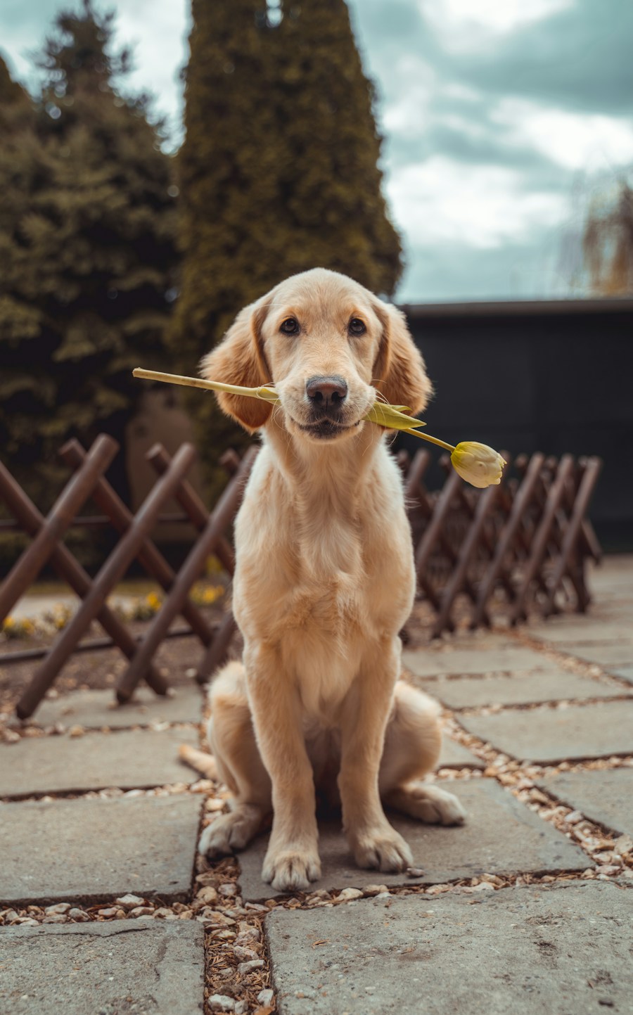 Example face photo of a golden retriever